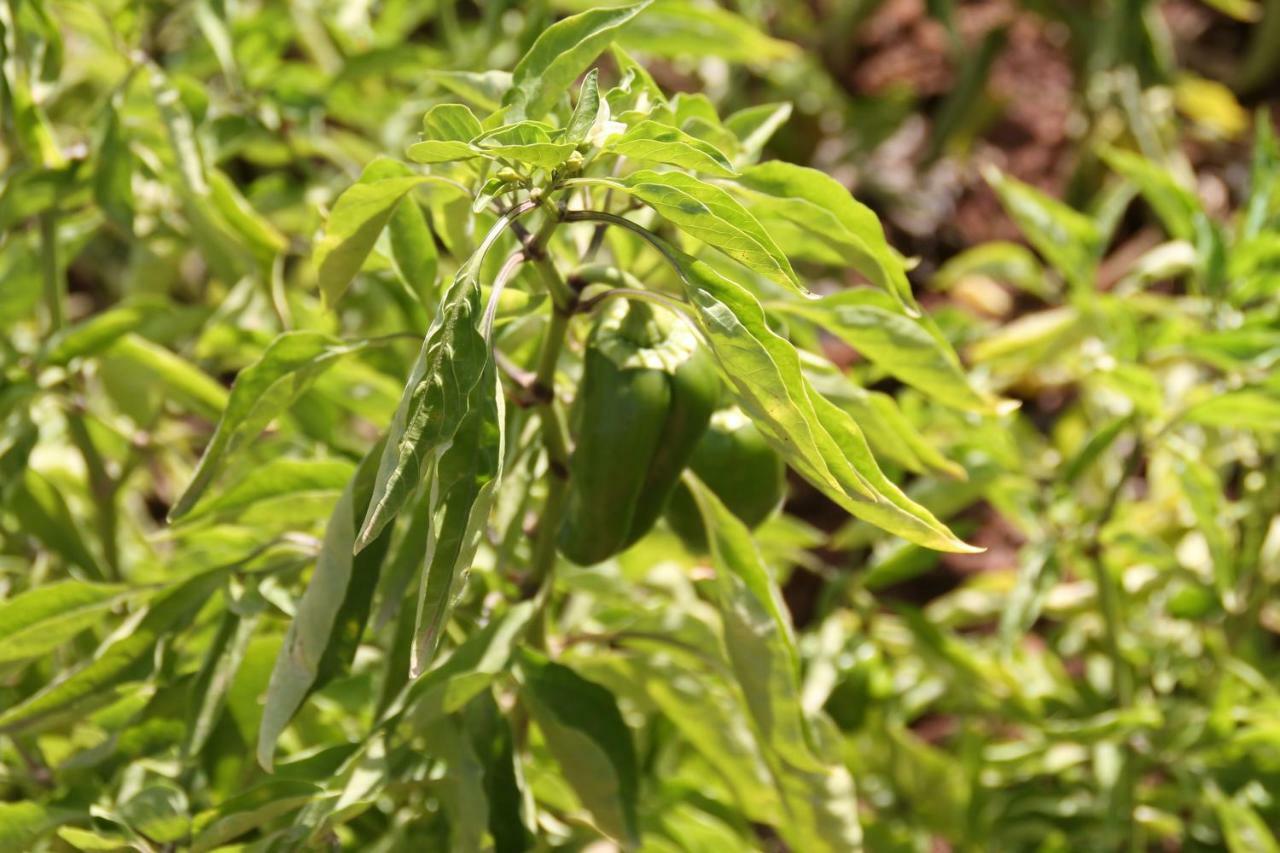 Ecolodge Espace Tamount 뎀나트 외부 사진